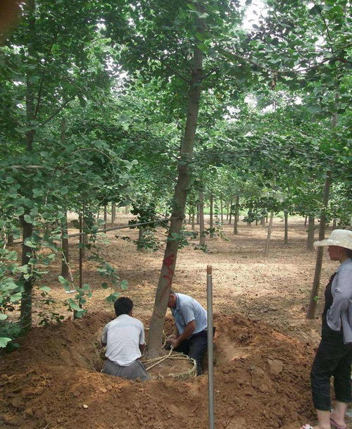 临沂苗木种植产业兴 专业挖树队伍应运生